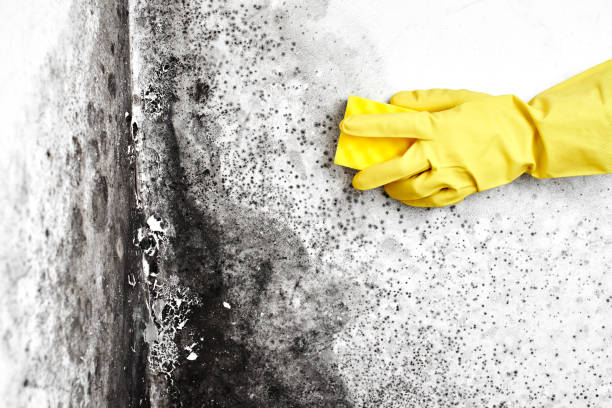 Best Mold Testing and Inspection Services in Wesley Hills, NY