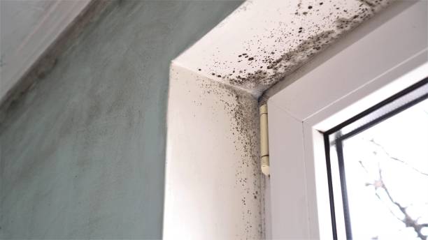 Best White Mold Remediation in Wesley Hills, NY