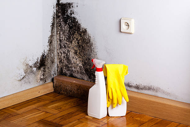Best Basement Mold Remediation in Wesley Hills, NY