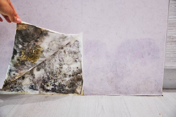 Best Post-Flood Mold Remediation in Wesley Hills, NY